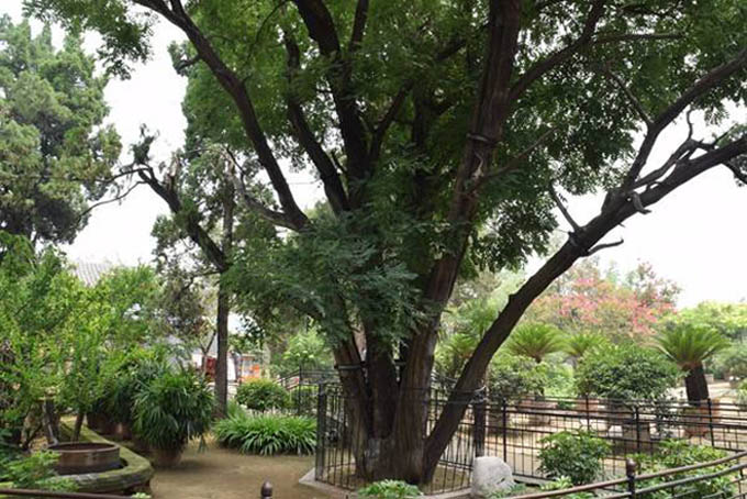 仿真樹科普：不能不知道的典型十大吉祥仿真樹