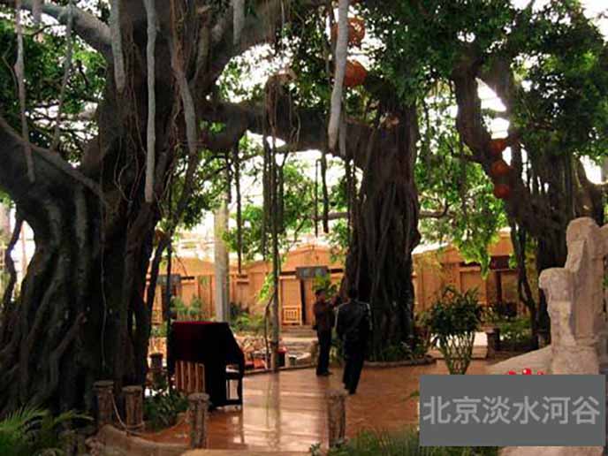 仿真榕樹制作新高度，高端的仿真榕樹制作技巧談