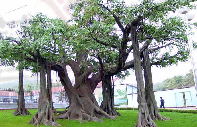 仿真榕樹如何做得好－北京圣園工程經驗談