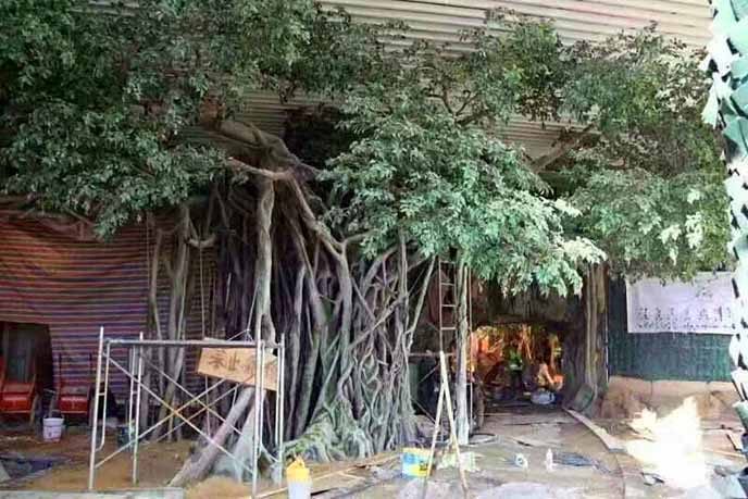 仿真榕樹批發(fā)市場怎么樣？仿真榕樹的發(fā)展前景如何？