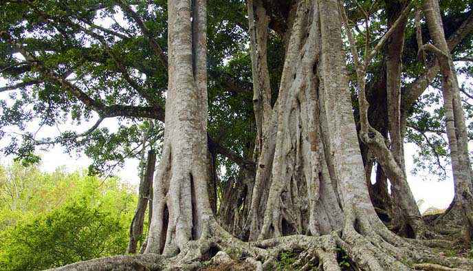 仿真榕樹的存在讓春天的美永不落幕