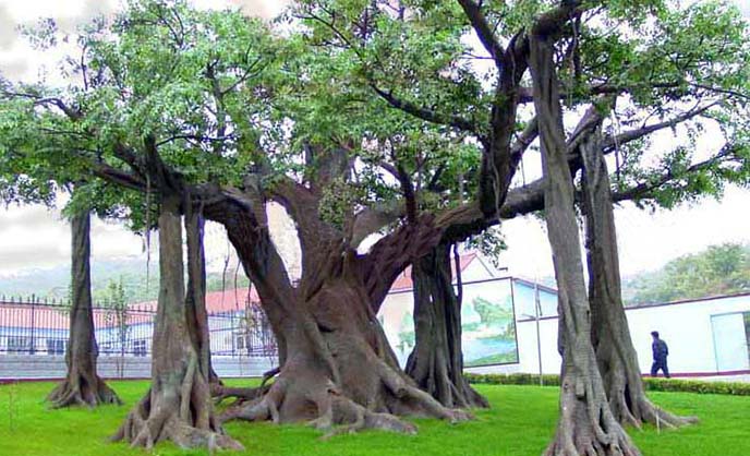 ?北京淡水河谷仿真榕樹廠家為你打造室內外生態園林