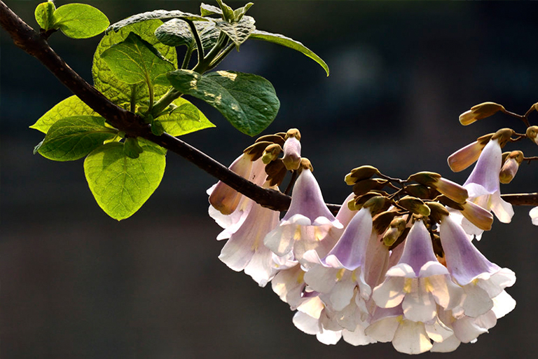 人們應該栽種皇家泡桐樹的原因泡桐樹的種植優勢