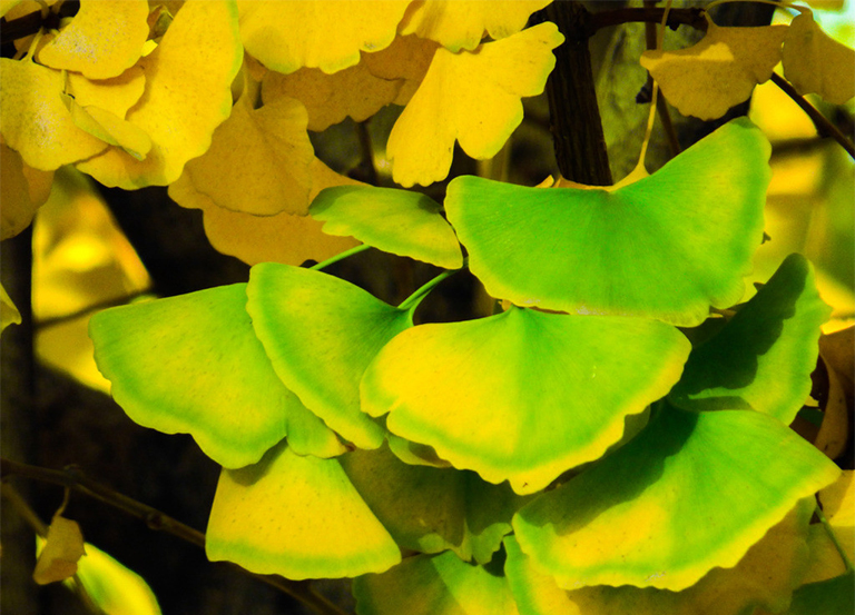 基本銀杏葉資料信息-研究冰河時期消滅的古景觀標本（一）