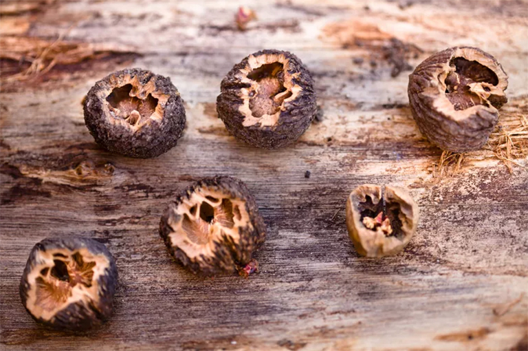 黑胡桃可以存放多長時(shí)間？