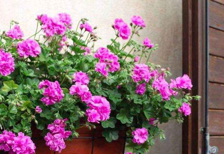 10種好的掛籃用花裝飾您的陽臺圍欄和仿真樹(二）