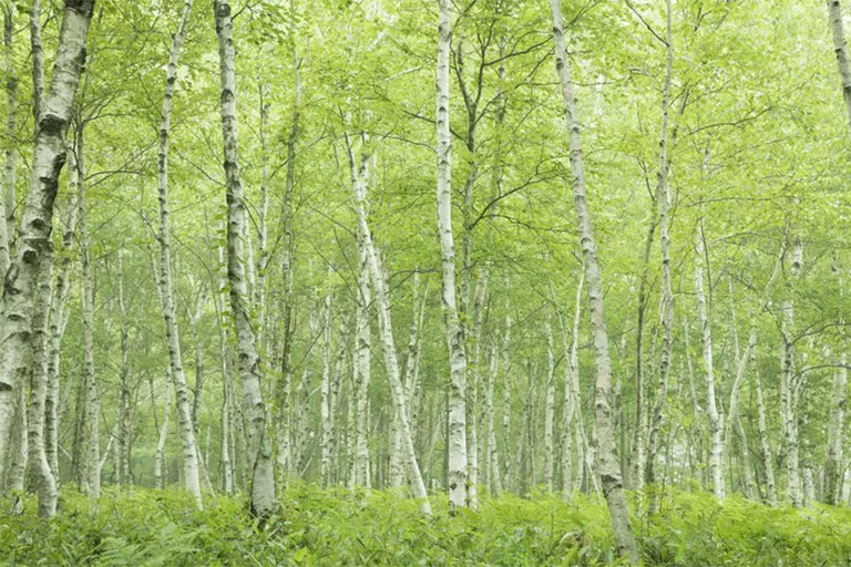 區分硬木和軟木樹-通常是正確的，但這不是的規則