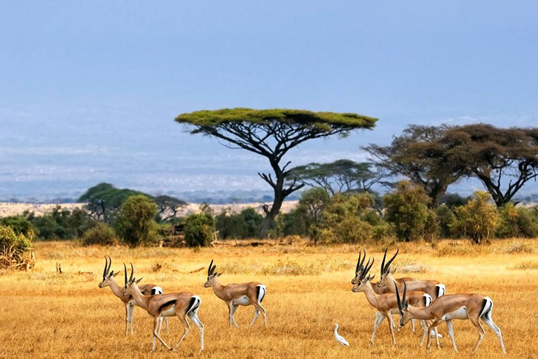稀樹草原生物群落-氣候、位置和野生生物