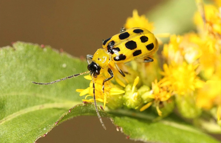 12種糟糕的菜園害蟲-不使用化學藥品即可收回您的花園（二）