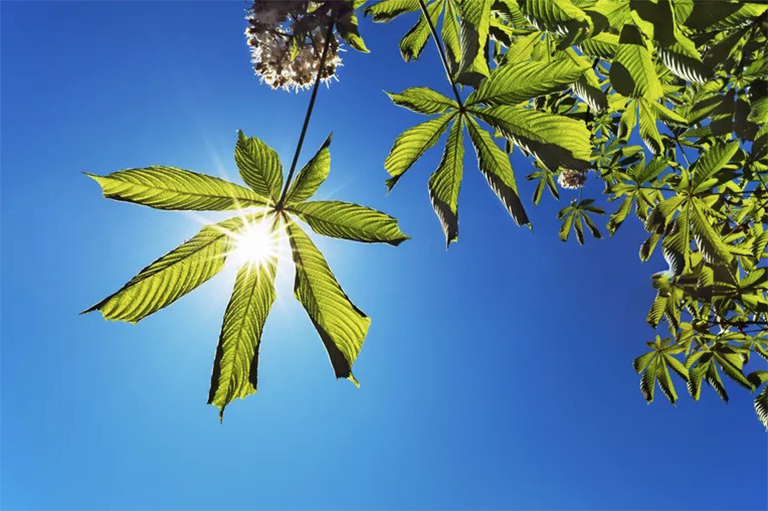 卡爾文循環的主要功能是什么-這是光合作用的后一步