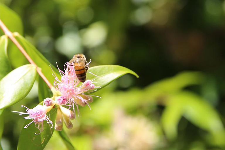 養蜂美化植物花園的重要性