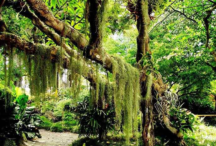 仿真榕樹(shù).jpeg 仿真榕樹(shù)