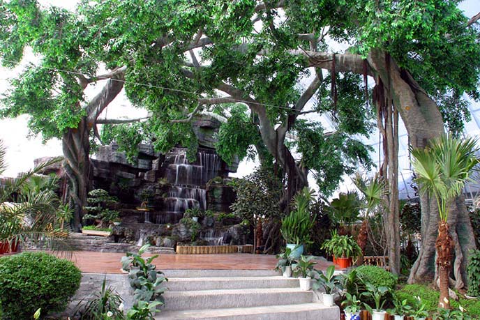 仿真榕樹(shù).jpg 仿真榕樹(shù)