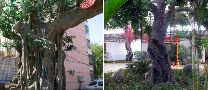 仿真榕樹.jpg 仿真榕樹