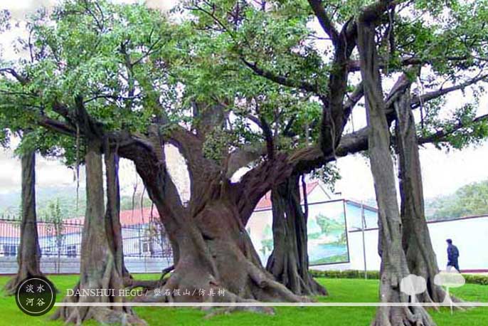 仿真樹.jpg 仿真樹