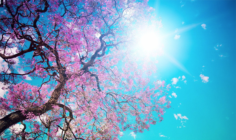 仿真樹.jpg 仿真樹