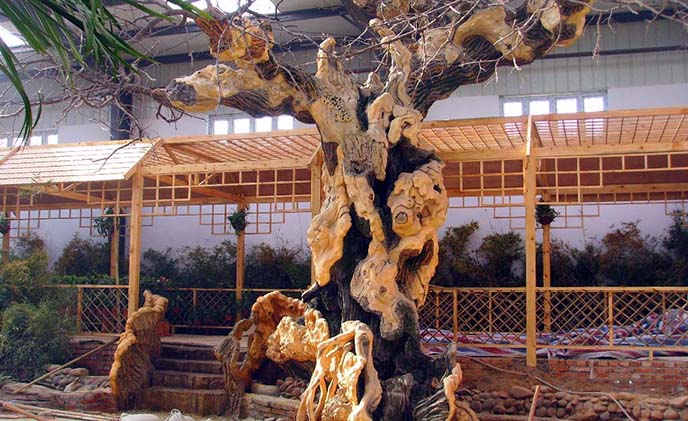 仿真樹榕樹.jpg 仿真樹榕樹