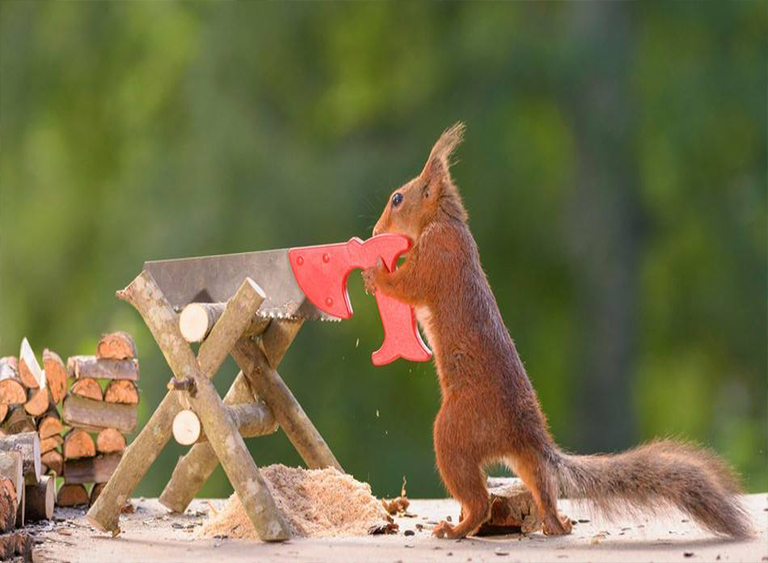 便攜式鋸木.jpg 便攜式鋸木