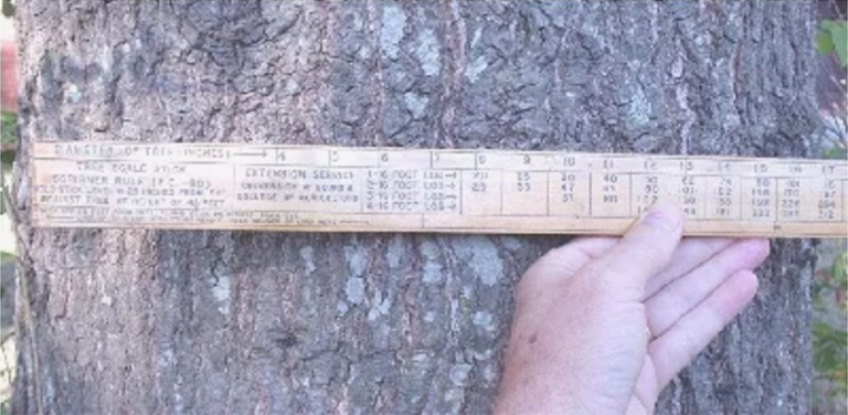 比爾特莫爾棒.jpg 比爾特莫爾棒