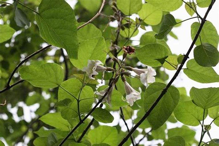 泡桐樹.jpg 泡桐樹