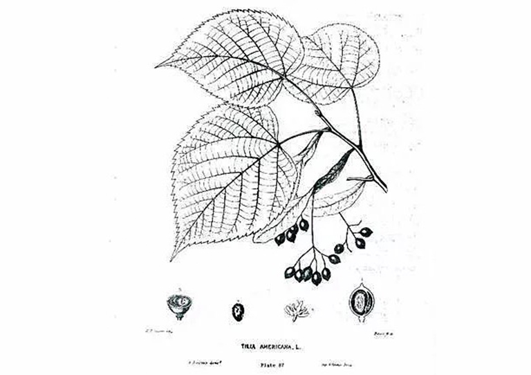 >美國(guó)Bass木