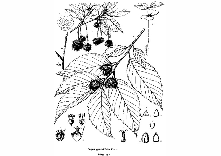美國(guó)山毛櫸