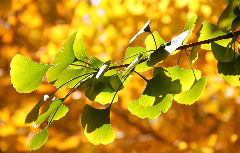 銀杏葉.jpg 銀杏葉