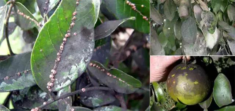 樹木病害.jpg 樹木病害