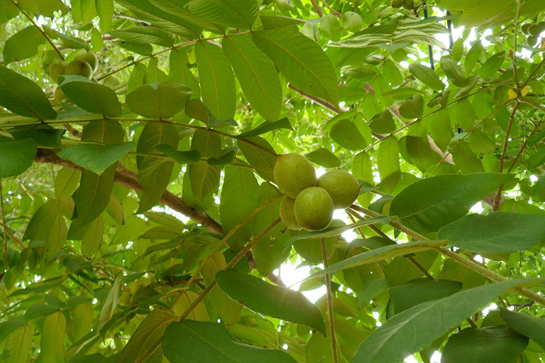 堅(jiān)果樹(shù).jpg 堅(jiān)果樹(shù)