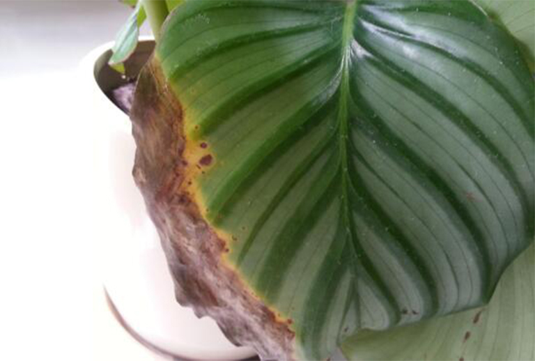 葉燒焦樹病.jpg 葉燒焦樹病