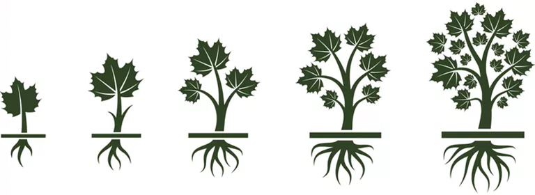 樹形結(jié)構(gòu)