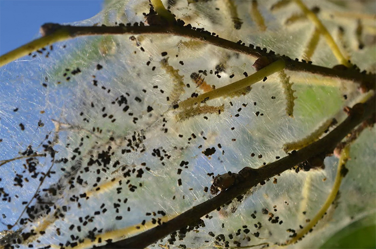 秋季網絡蠕蟲.jpg 秋季網絡蠕蟲