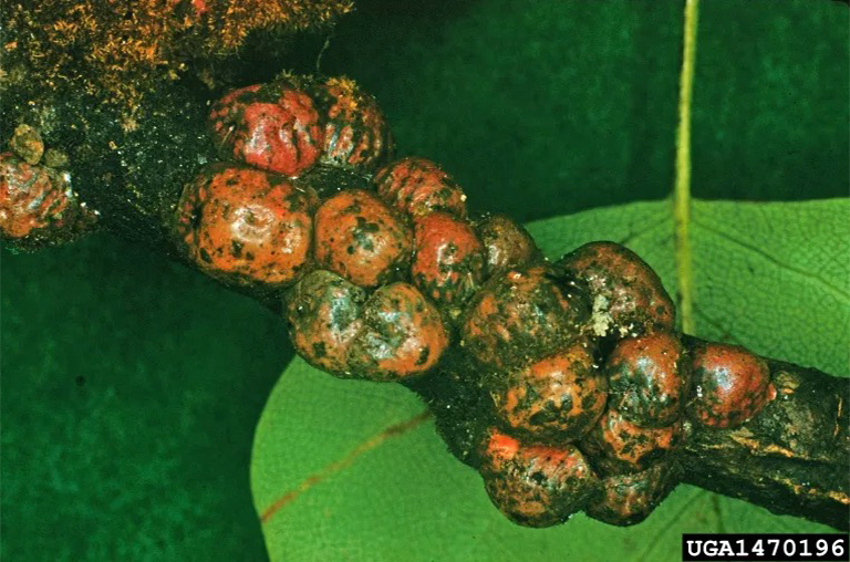 規模的昆蟲感染植物