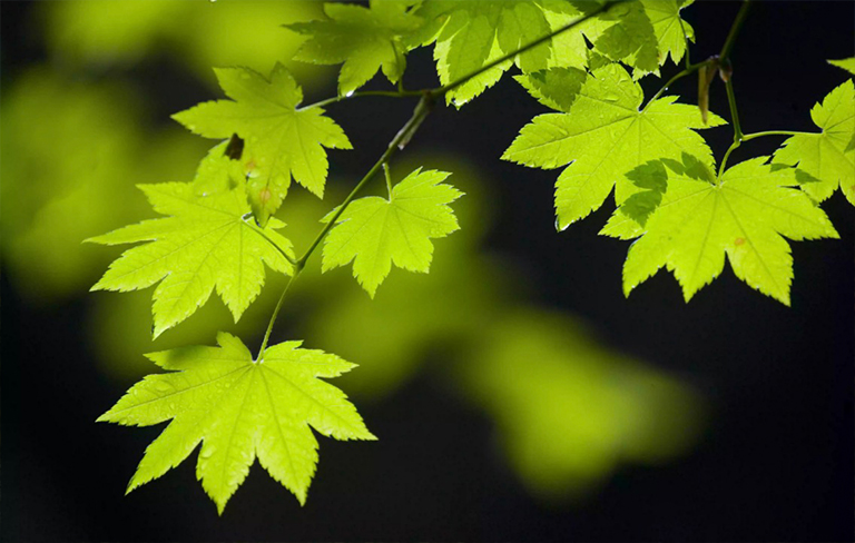 關(guān)閉藤槭樹葉子.jpg 關(guān)閉藤槭樹葉子