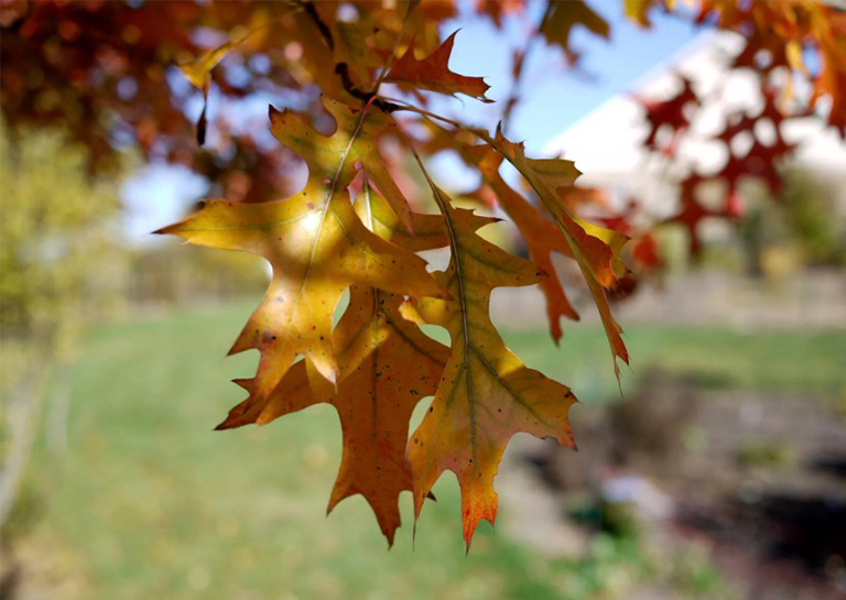 舒瑪德橡樹.jpg 舒瑪德橡樹