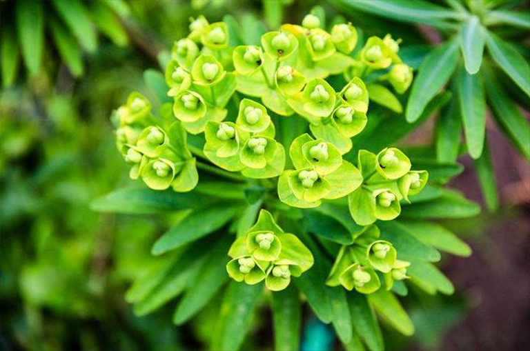 針葉樹(shù).jpg 針葉樹(shù)