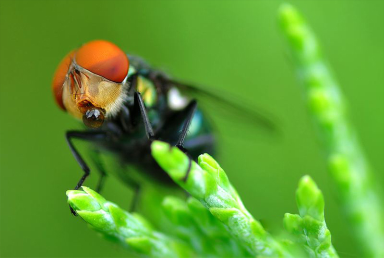 盯著相機的蒼蠅