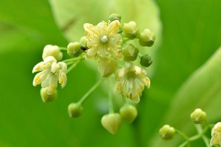 美國bass木，也稱為菩提樹