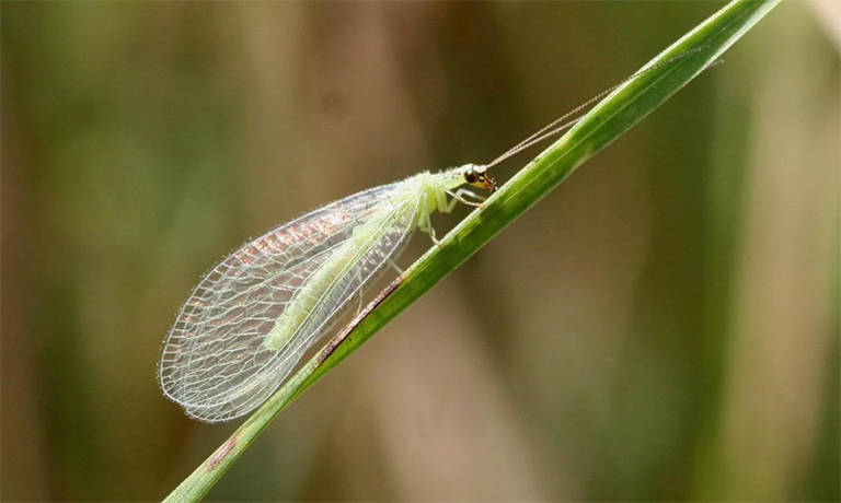 綠色的葉子上精致的綠色草lace.jpg 綠色的葉子上精致的綠色草lace