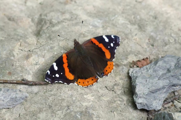 曬日光浴的巖石上.jpg 曬日光浴的巖石上