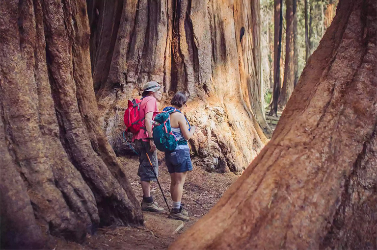 紅杉樹干之間的徒步旅行者幾個