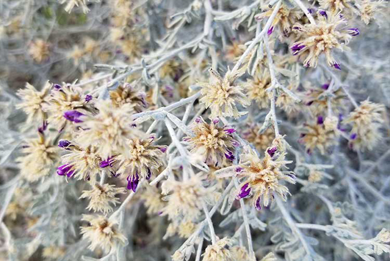 仿真樹.jpg 仿真樹