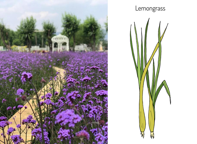 植物薰衣草和檸檬草.jpg 植物薰衣草和檸檬草